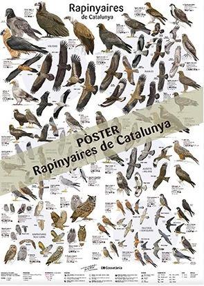 RAPINYAIRES DE CATALUNYA (POSTER) | 9788413563787 | LLOBET, TONI | Llibreria Online de Banyoles | Comprar llibres en català i castellà online