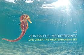 VIDA BAJO EL MEDITERRÁNEO = LIFE UNDER MEDITERRANEAN SEA | 9788415768524 | RAMIA BLASCO, FERNANDO | Llibreria Online de Banyoles | Comprar llibres en català i castellà online