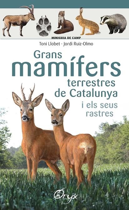 GRANS MAMÍFERS TERRESTRES DE CATALUNYA I ELS SEUS RASTRES | 9788490347881 | LLOBET FRANÇOIS , TONI/RUIZ-OLMO, JORDI | Llibreria Online de Banyoles | Comprar llibres en català i castellà online